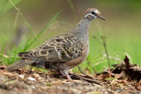 Holub bronzovokridly - Phaps chalcoptera - Common Bronzewing o2786